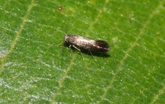 Heliozelidae