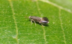 Heliozelidae
