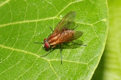 Dichaetomyia