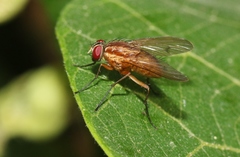 Dichaetomyia