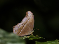Coelites epiminthia