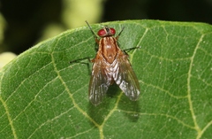 Dichaetomyia