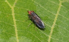 Cephaloconus tenebrosus