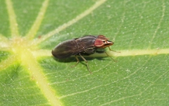 Cephaloconus tenebrosus