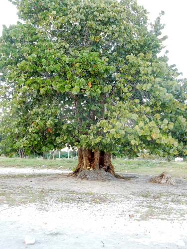 seagrape (Coccoloba uvifera)