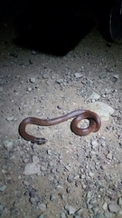 Brachyurophis australis