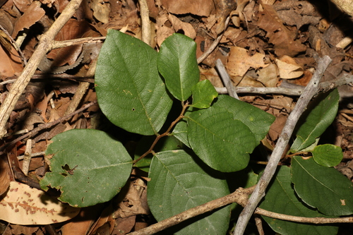 Image of Bridelia leichhardtii by (c) Greg Tasney, some rights reserved (CC BY-SA)