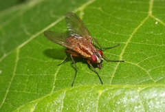 Dichaetomyia