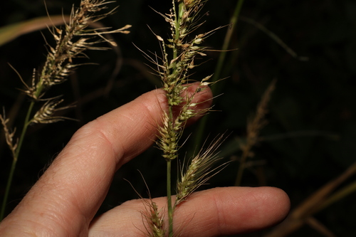 Image of Echinochloa telmatophila by (c) Greg Tasney, some rights reserved (CC BY-SA)