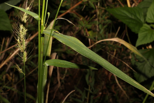Image of Echinochloa telmatophila by (c) Greg Tasney, some rights reserved (CC BY-SA)