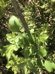 Heteromorpha arborescens abyssinica