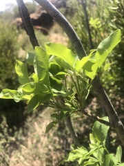 Heteromorpha arborescens abyssinica