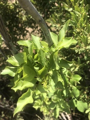 Heteromorpha arborescens abyssinica