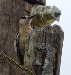 Melanerpes superciliaris