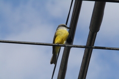 Tyrannus melancholicus