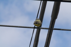 Tyrannus melancholicus