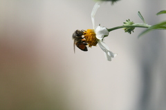 Apis mellifera