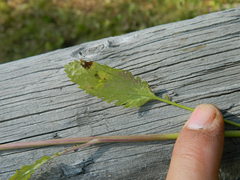 Packera pseudaurea pseudaurea