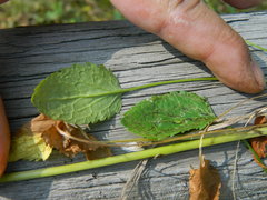 Packera pseudaurea pseudaurea