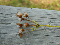 Packera pseudaurea pseudaurea