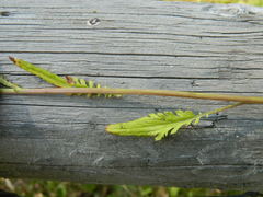 Packera pseudaurea pseudaurea