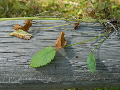 Packera pseudaurea pseudaurea