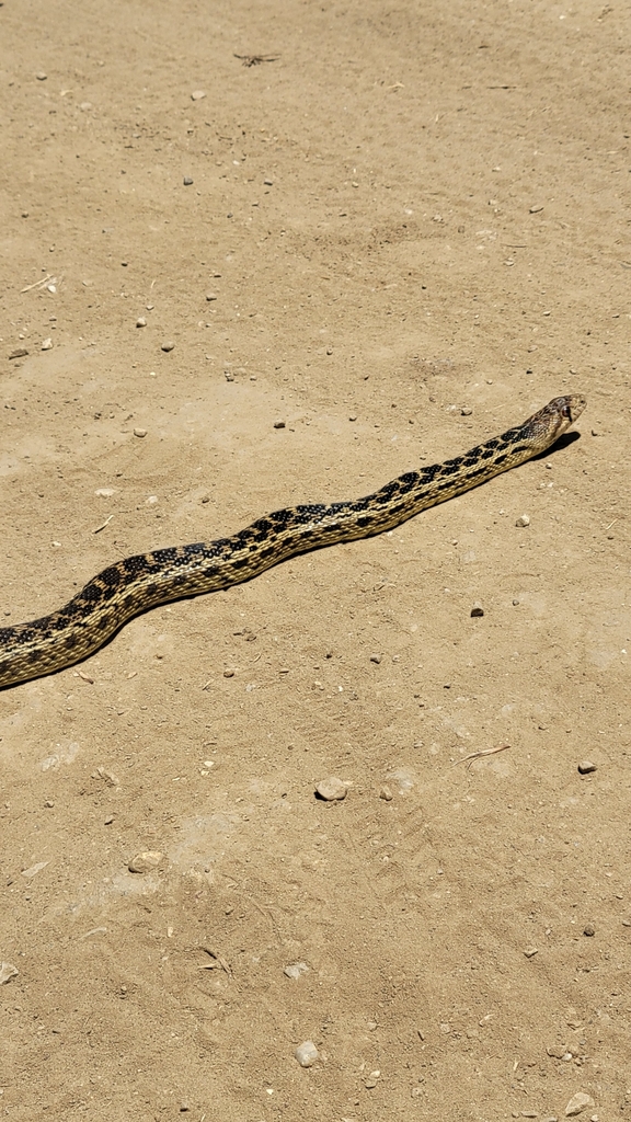 Gopher Snake from Yorba Linda, CA 92886, USA on June 25, 2023 at 12:02 ...