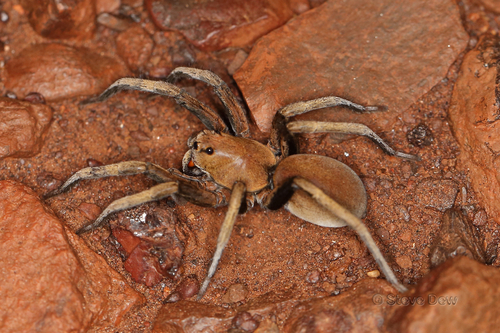 Hoggicosa snelli