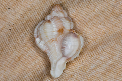 Phyllonotus pomum image