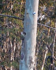 Xiphidiopicus percussus