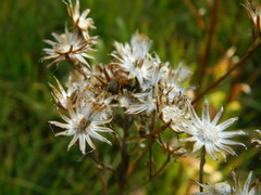 Senecio hydrophiloides
