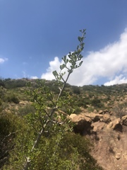 Searsia burchellii