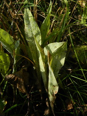 Senecio hydrophiloides