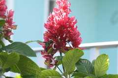 Cynanthus forficatus