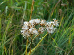 Senecio hydrophiloides