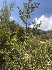 Searsia burchellii