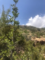 Searsia burchellii