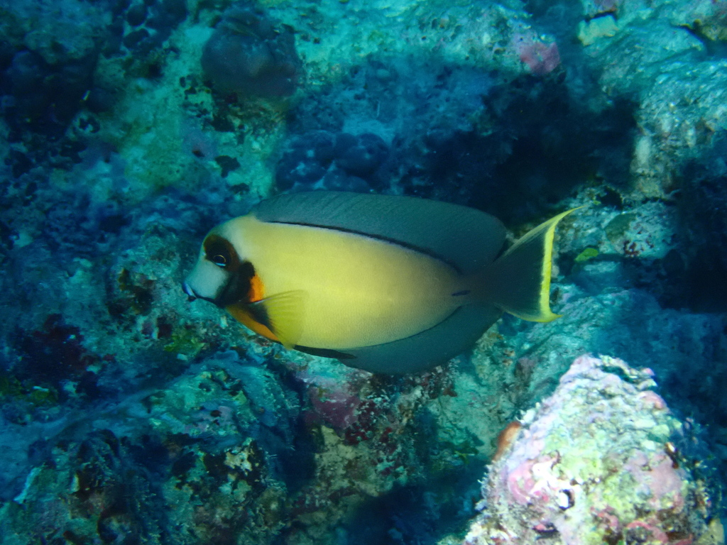 Chocolate surgeonfish