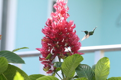 Cynanthus forficatus