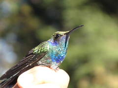 Colibri thalassinus