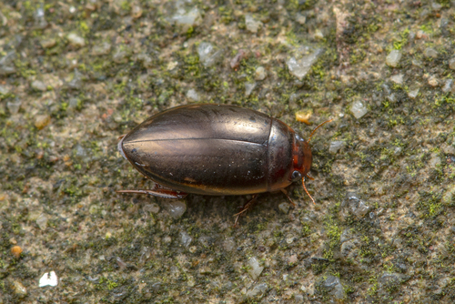 Ilybius apicalis
