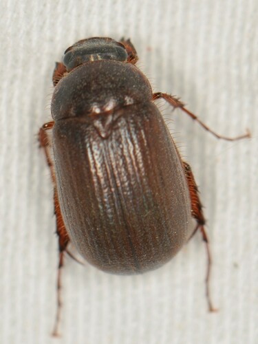 Full June Beetle photo 4