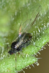 Rhopalosiphum
