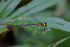 Protolestes kerckhoffae