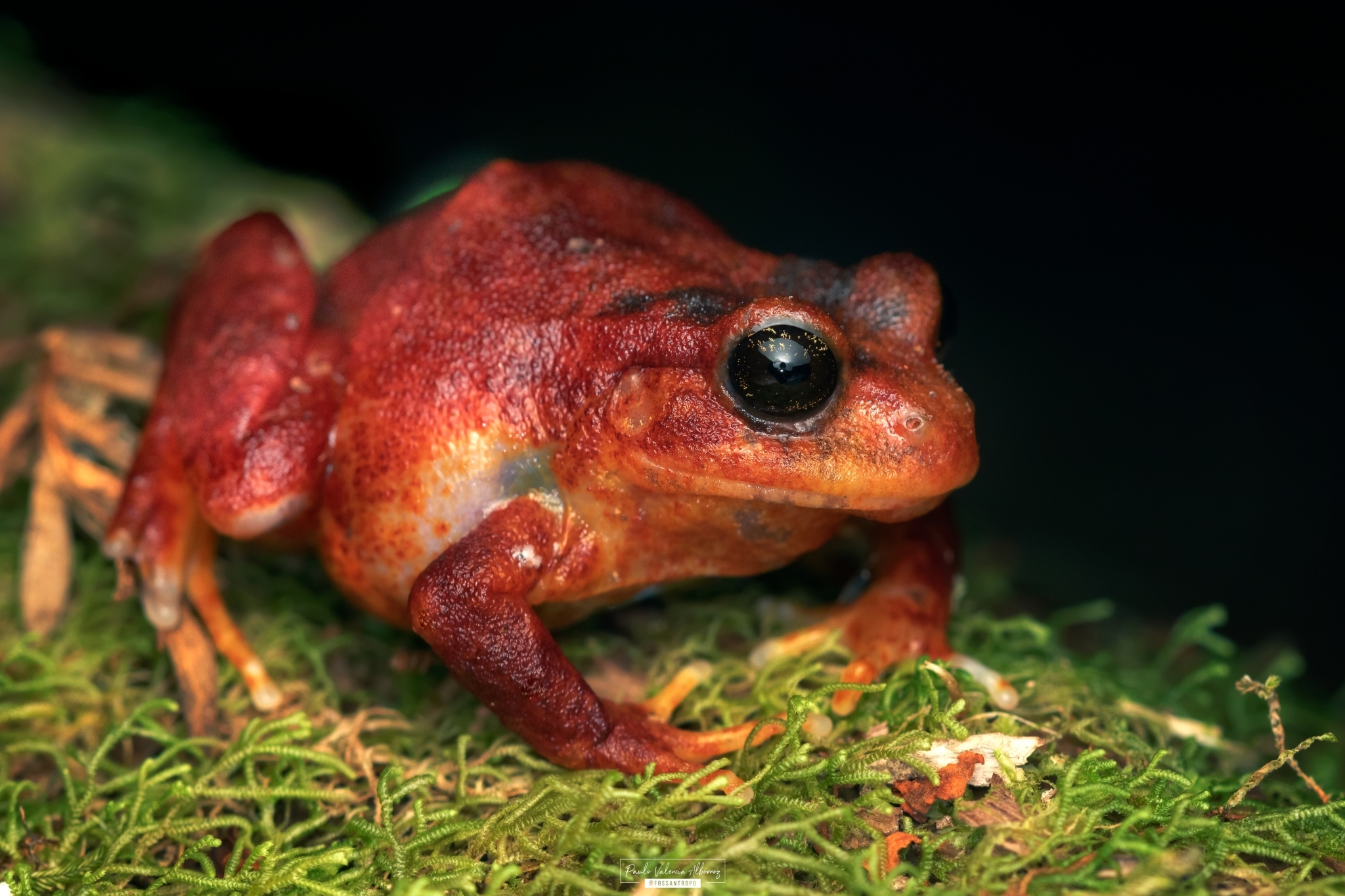 Eupsophus altor Nuñez, Rabanal & Formas, 2012