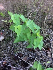 Calystegia macrostegia amplissima