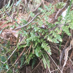 Asplenium adiantum-nigrum