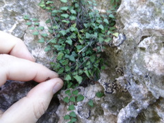 Adiantum deltoideum