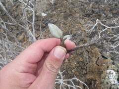 Bursera malacophylla
