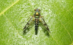 Austrosciapus connexus